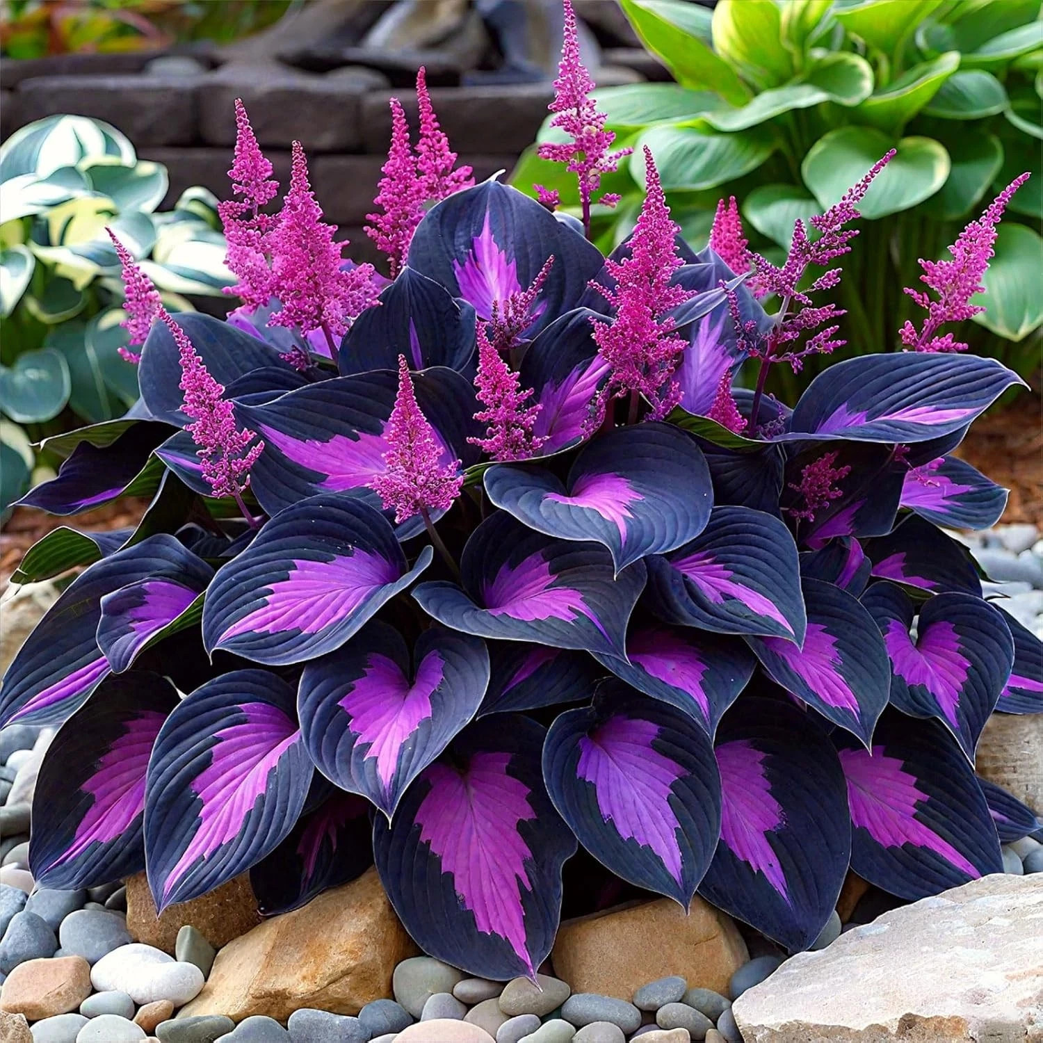 Hosta Seeds – 200 Rare Black Purple Hosta Plants Seeds for Planting Outdoor