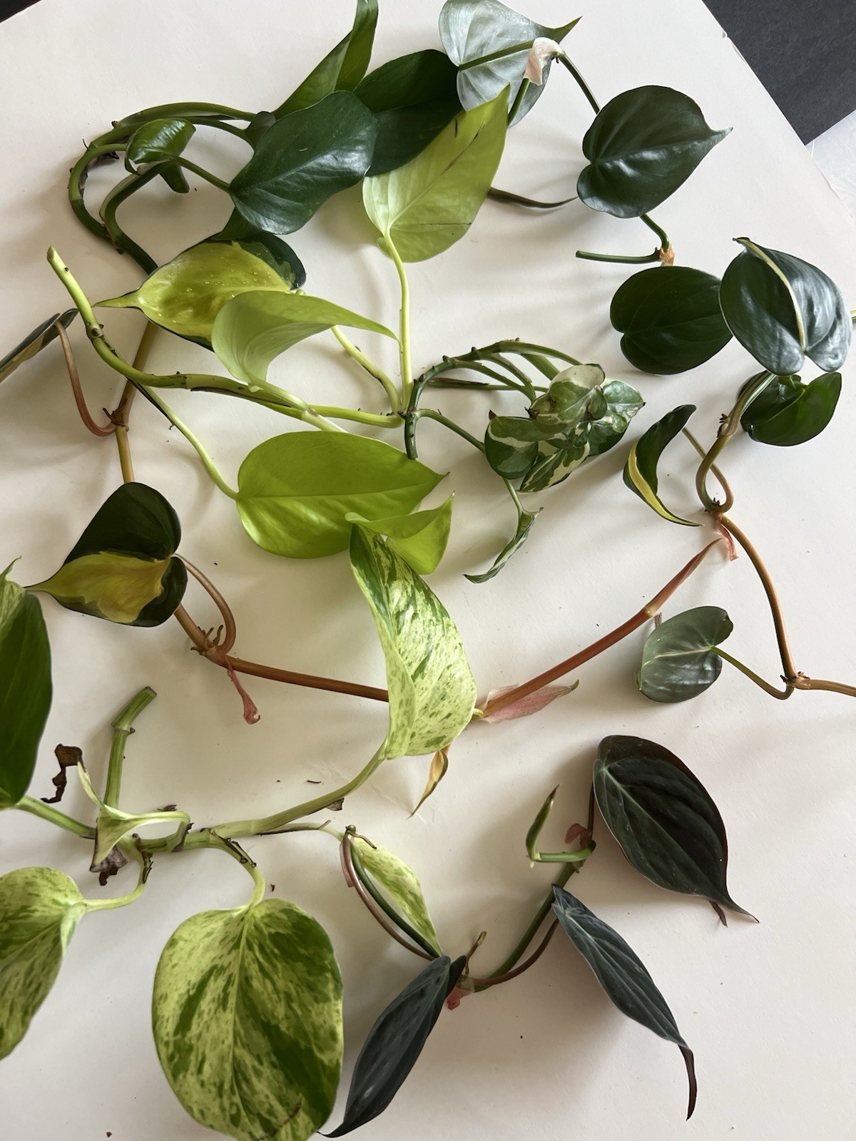 Bundle of 8 Unrooted Plant Cuttings – Philodendron, Pothos Varieties