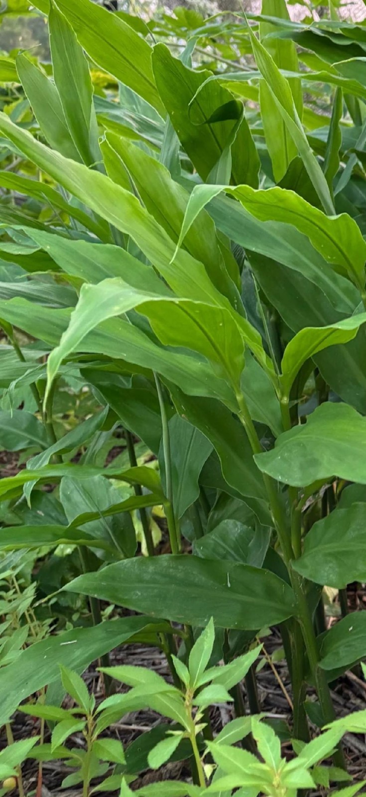 Rare Edible Zingiber mioga 1 Rhizome – Japanese ginger | Myoga
