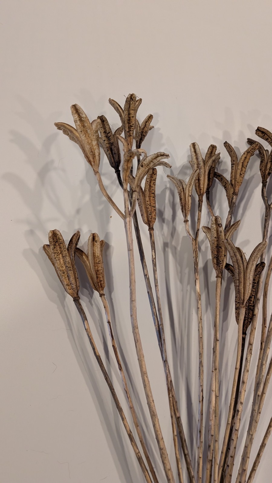 Natural Dried Flower Pods Lot of 15 Stems 13-23″ Crafts Floral Bouquets Sprays