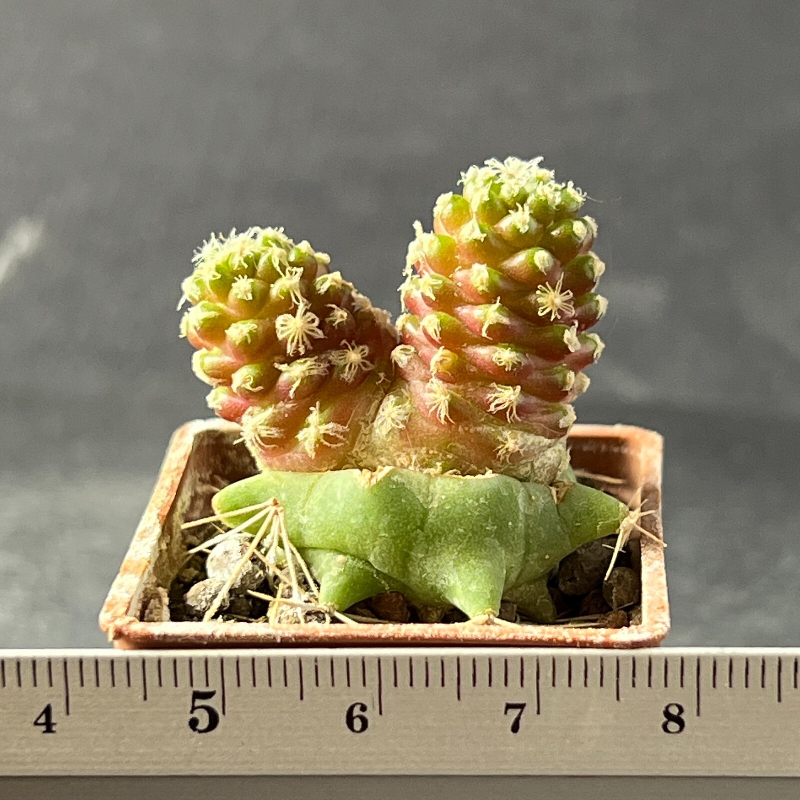 A7-271. Mammillaria theresae f. ‘short spines’ (Grafted)