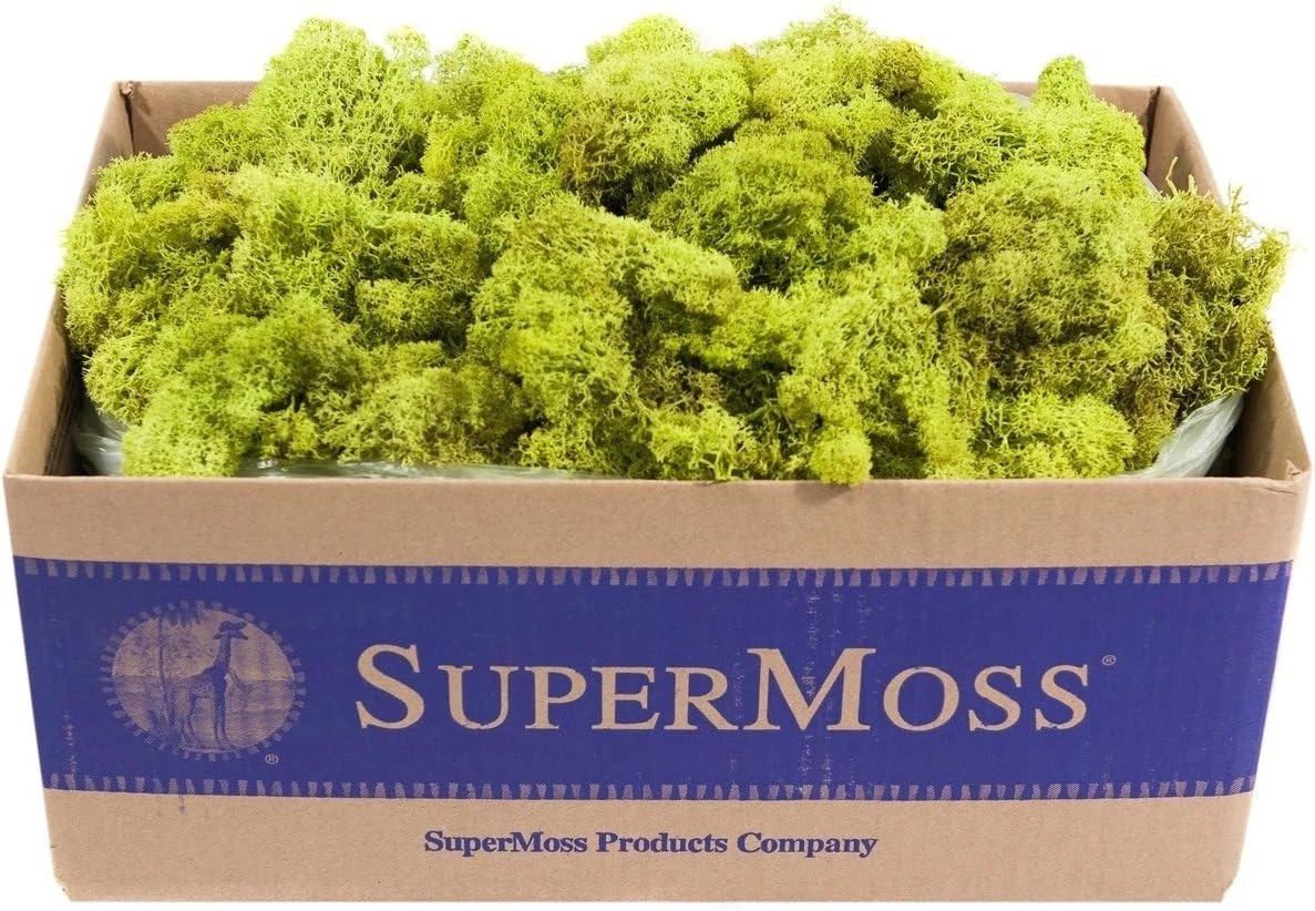 Vibrant Chartreuse Reindeer Moss 3lbs – Preserved Craft Plant Cover