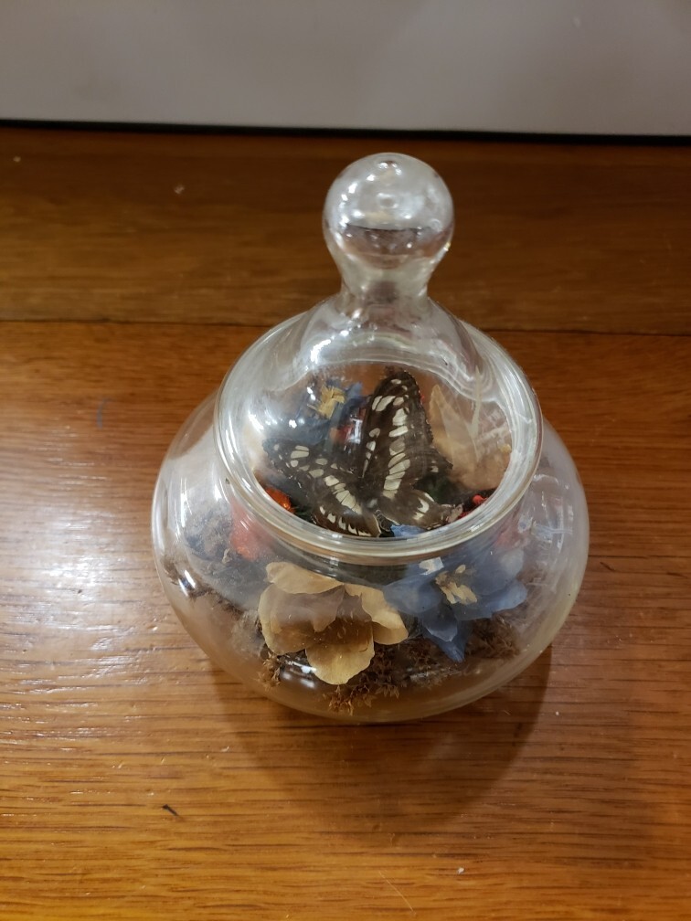 Vtg Apothecary Jar w/Lid Butterfly Terrarium Floral Dried Flowers 5”