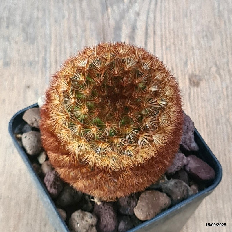 D6420 MAMMILLARIA CARMENAE pot8-H9-W7 cm MaMa Cactus