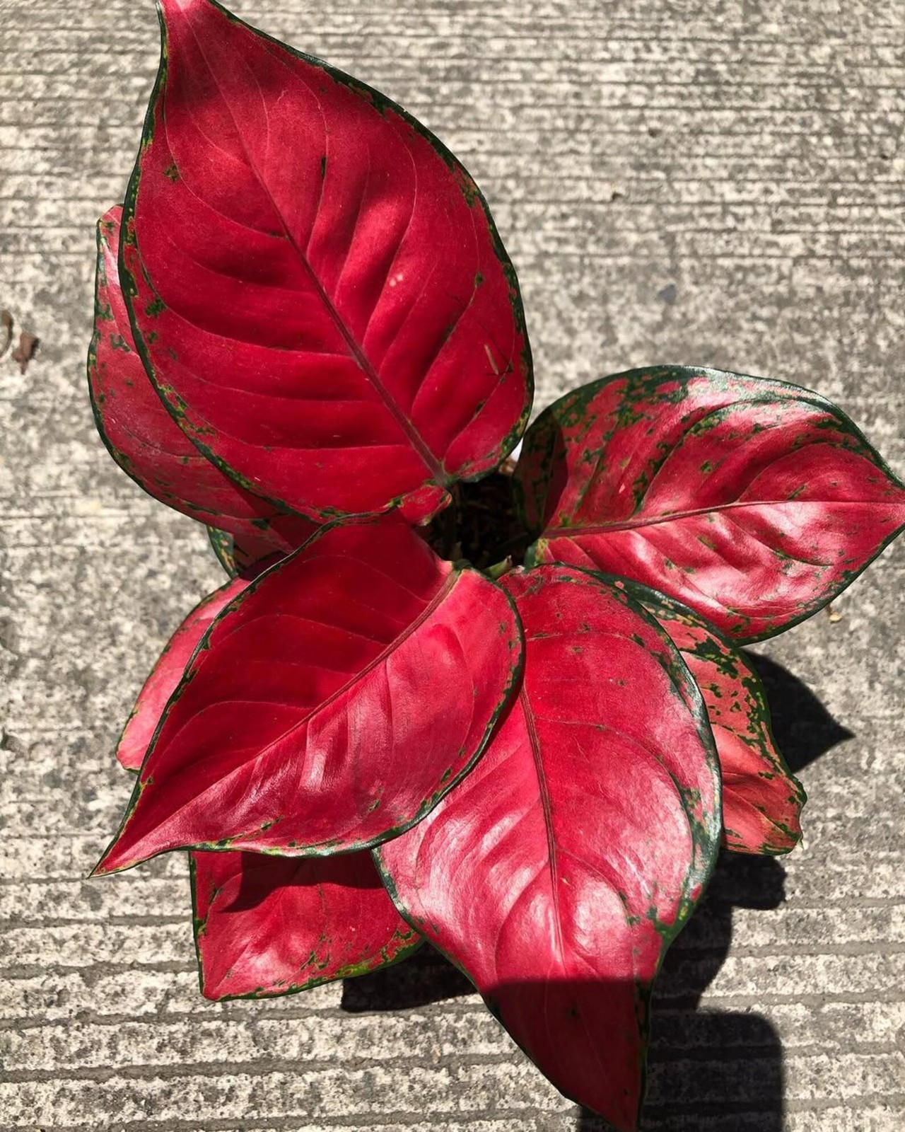 Real Picture Aglaonema Red Anjamani Beautiful Rare Plant