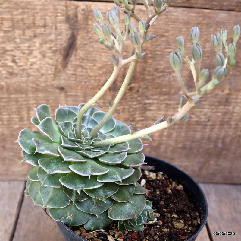 A6840 GLOTTIPHYLLUM BELLUM pot14-H11-W13 cm MaMa Cactus