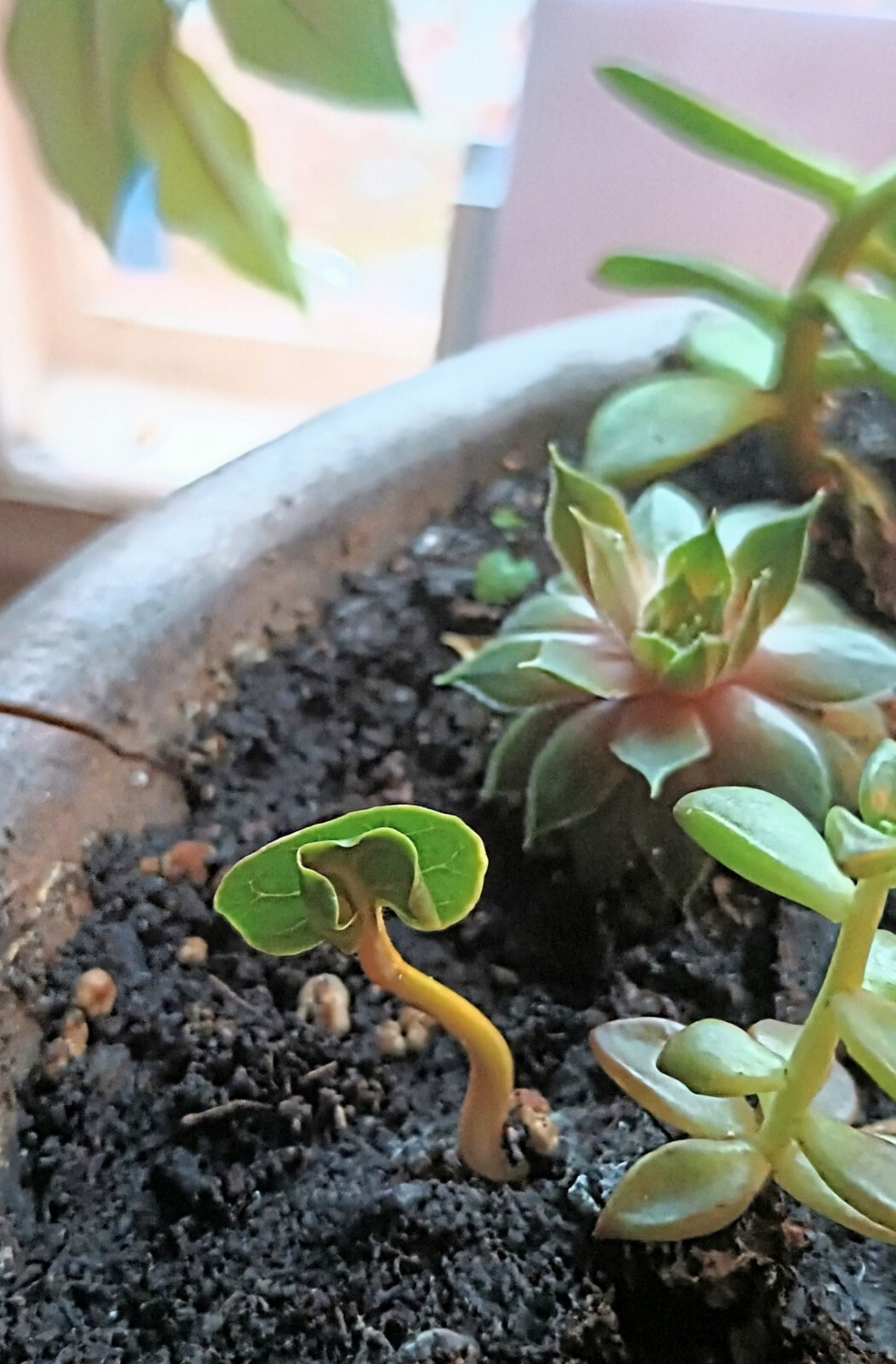 Bonsai / Bowl LOTUS Pre Sprouted Mixed Colors 6 In tube Started (2) Plants Tongs