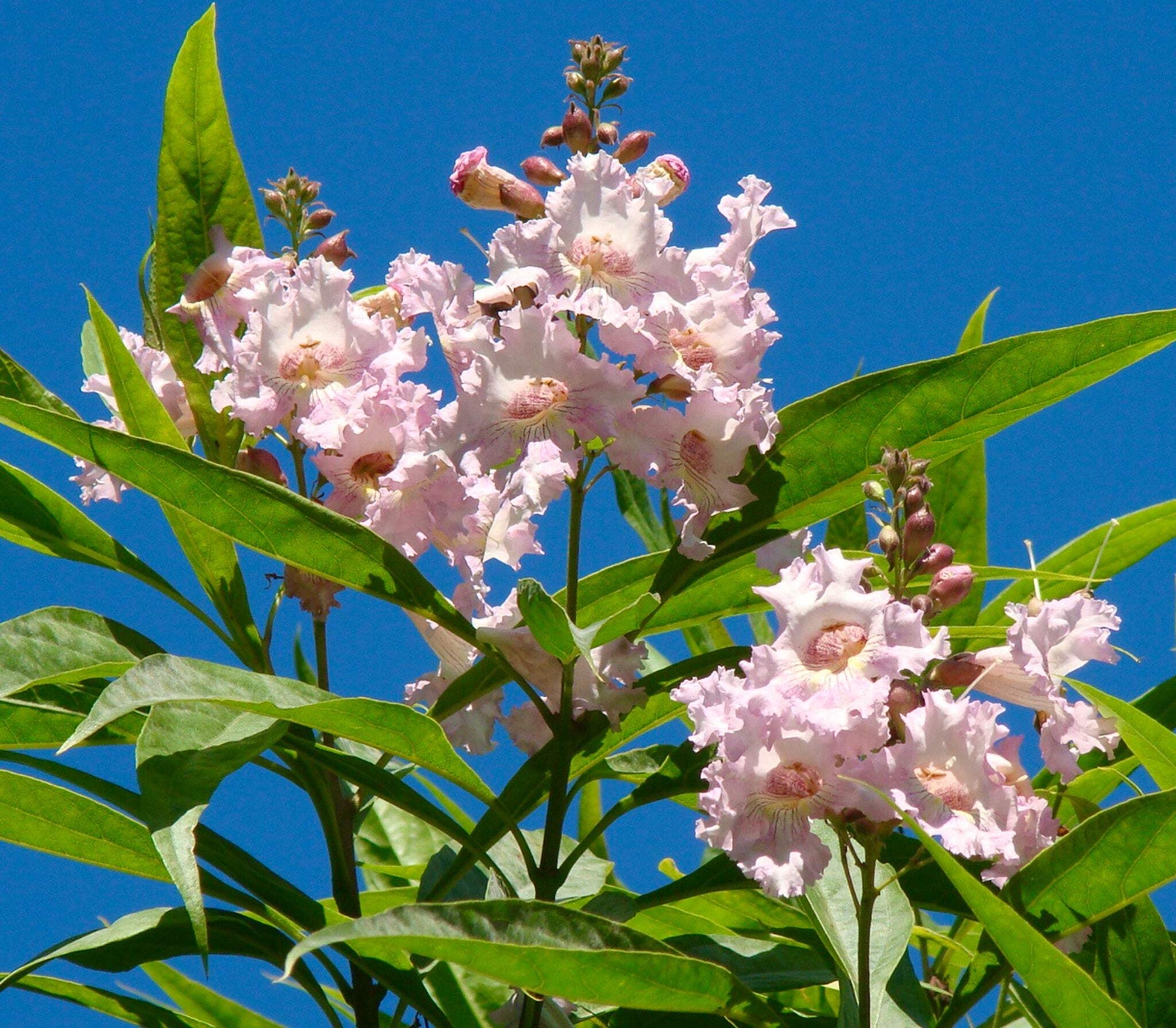 Chitalpa tashkentensis –