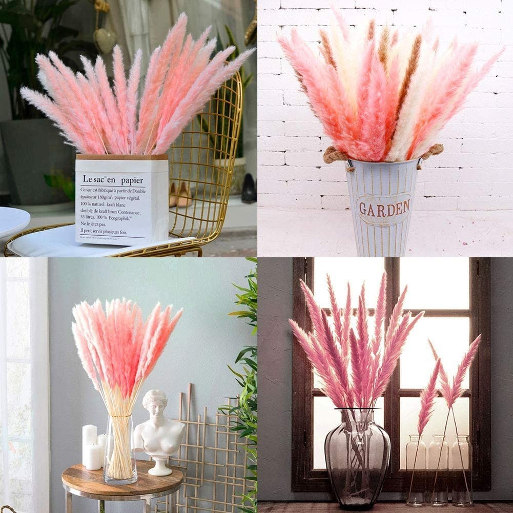 15 stems Pink Pampas Grass 20″-21″
