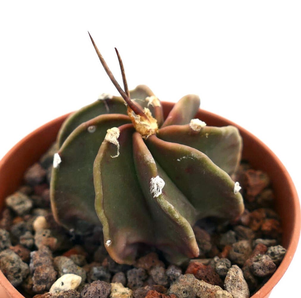 Astrophytum capricorne cv THAYO x BUFFALO – Goat’s horn cactus | Star cactus