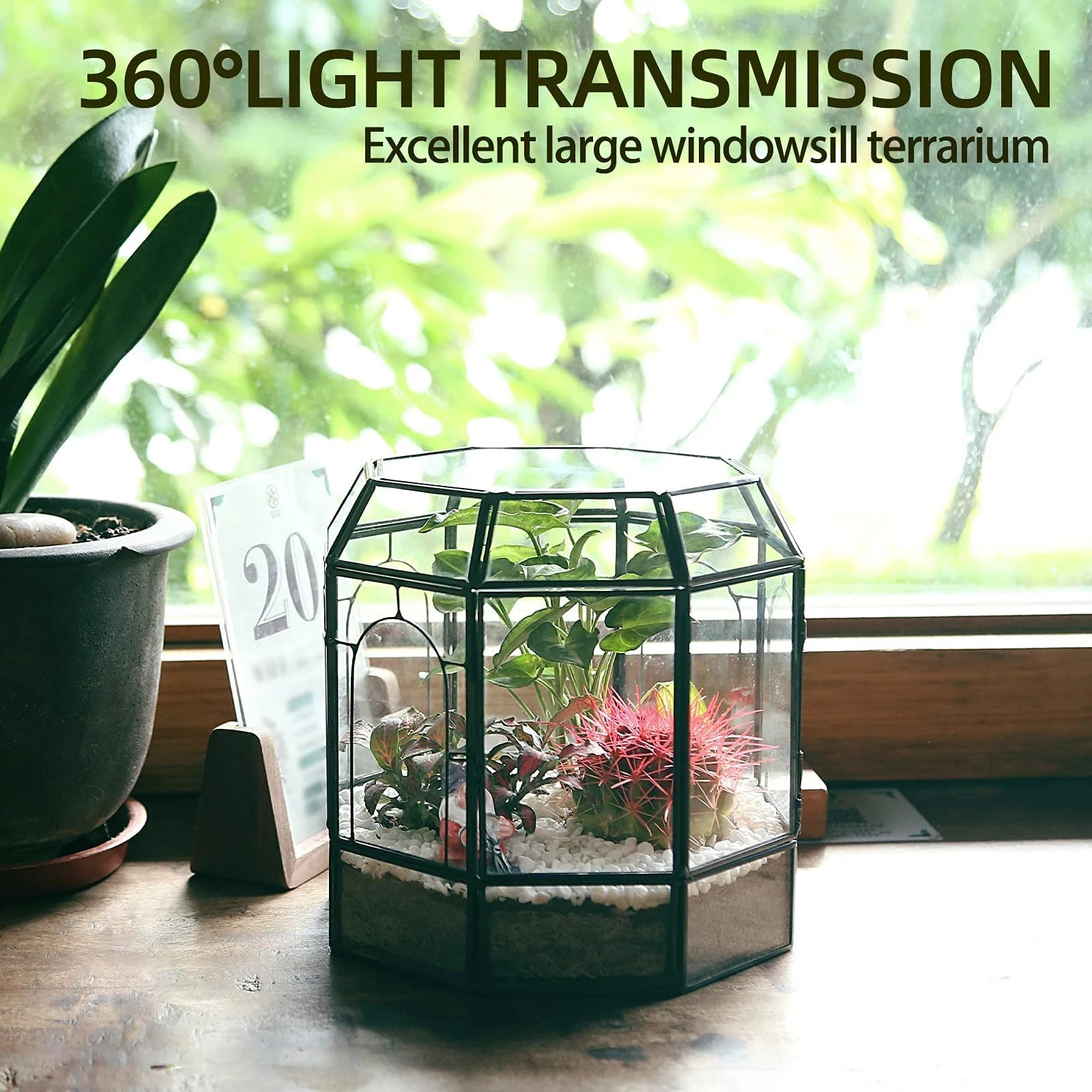 Large Glass Terrarium Centerpiece for Succulents, Cacti, Air Plants, Mini