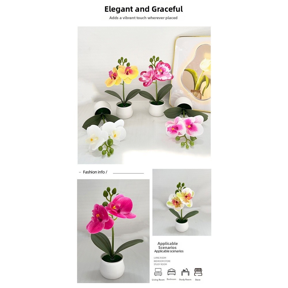 Phalaenopsis Orchid Potted Plant 11x11x18cm Plastic for For MINI Indoor Display
