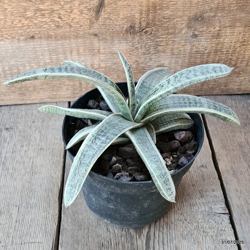 D5620 GASTERIA BATESIANA VARIEGATED pot18-H16-W32 cm MaMa Cactus