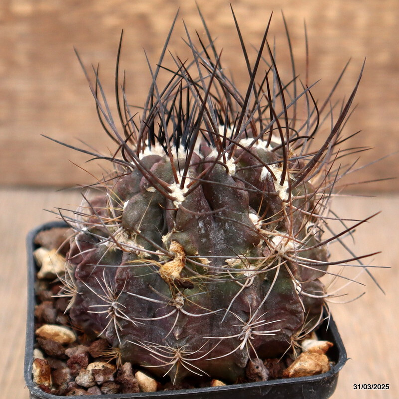 A5543 NEOPORTERIA OCCULTA MONSTER pot7-H5-W7cm MaMa Cactus
