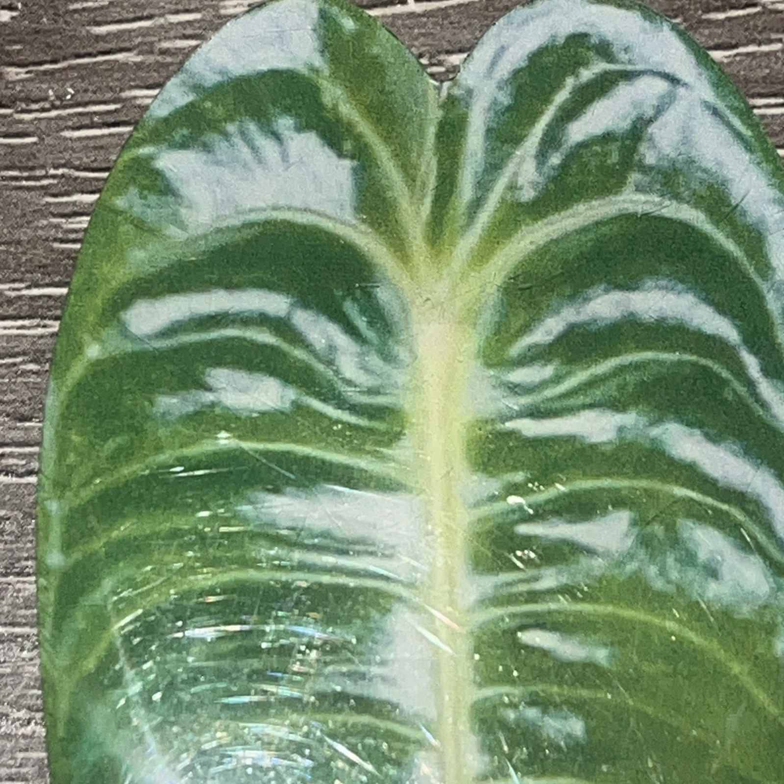 Large 3.75” Glossy Resin Anthurium Veitchii Or King Anthurium Phone Grip Socket