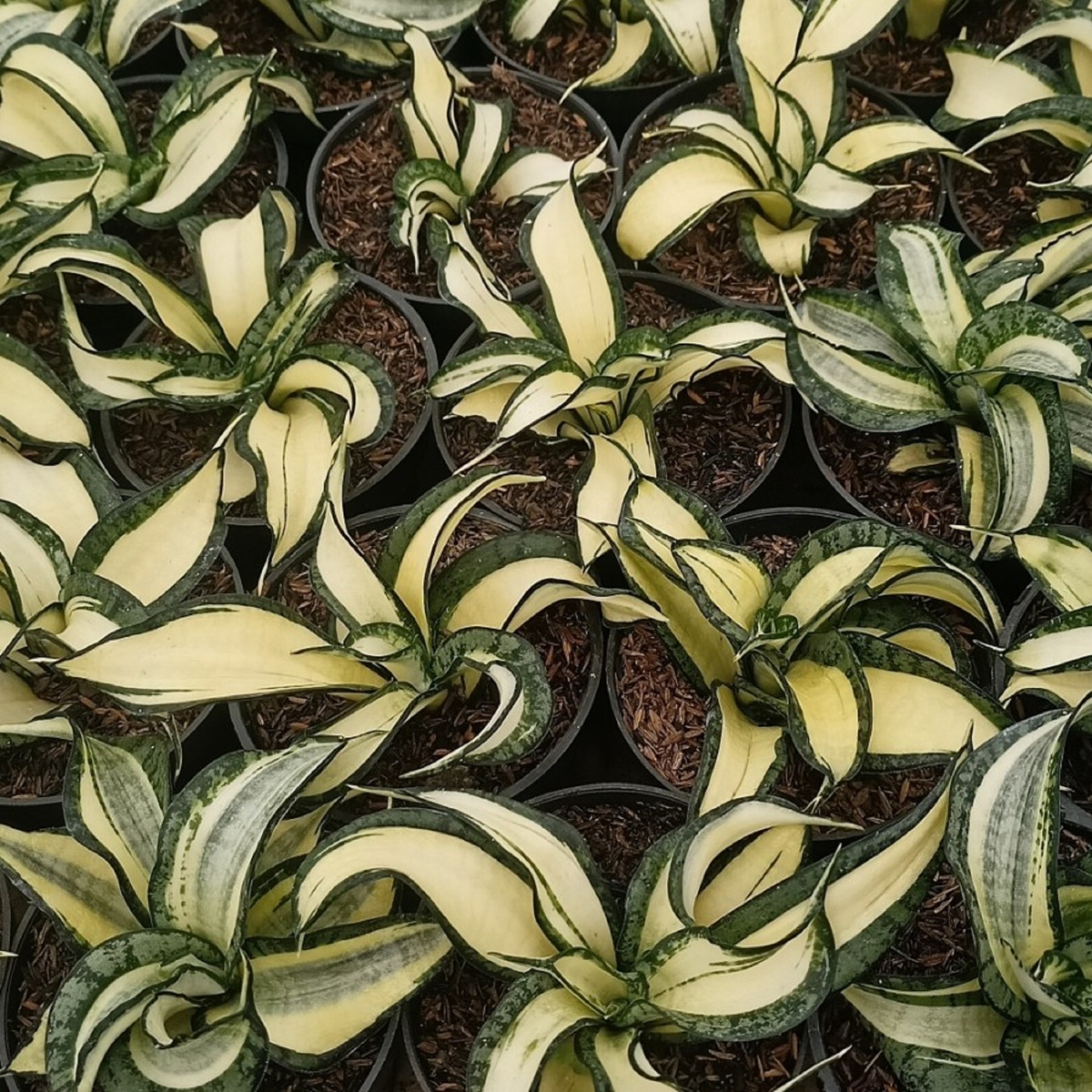 Sansevieria Golden Wendy Rare Unique Snake Plant
