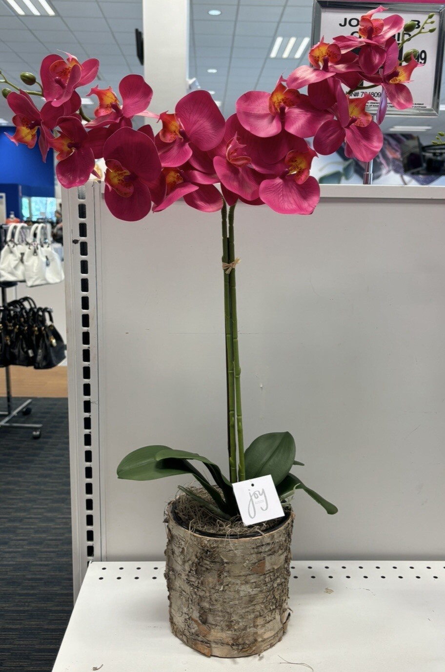 Double Orchid in Birched Vase 27″ Pink Joy By Joanna Buchanan
