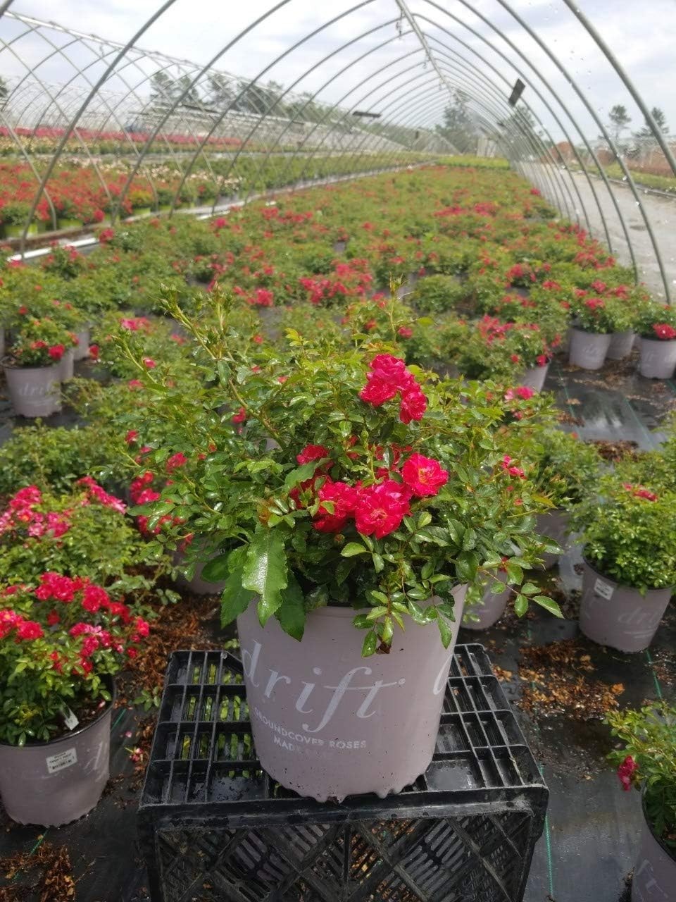 Red Rose Shrub – Seasonal Blooms – Easy Care