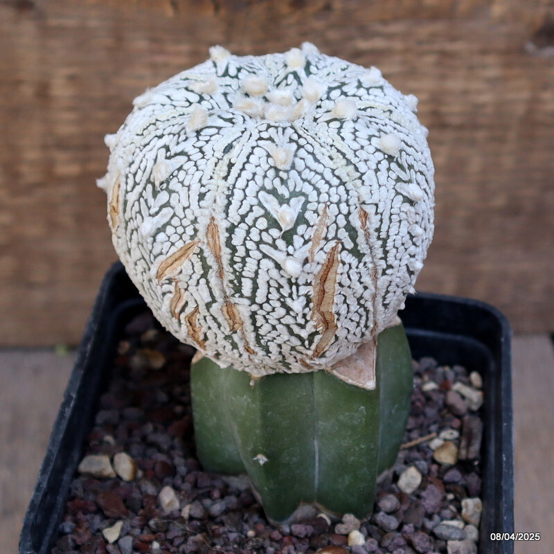 A6920 ASTROPHYTUM SUPER KABUTO V TYPE GRAFT pot10-H12-W7 cm MaMa Cactus