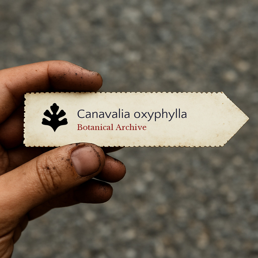 Canavalia oxyphylla | 10 SEEDS – Sword bean | Jack bean