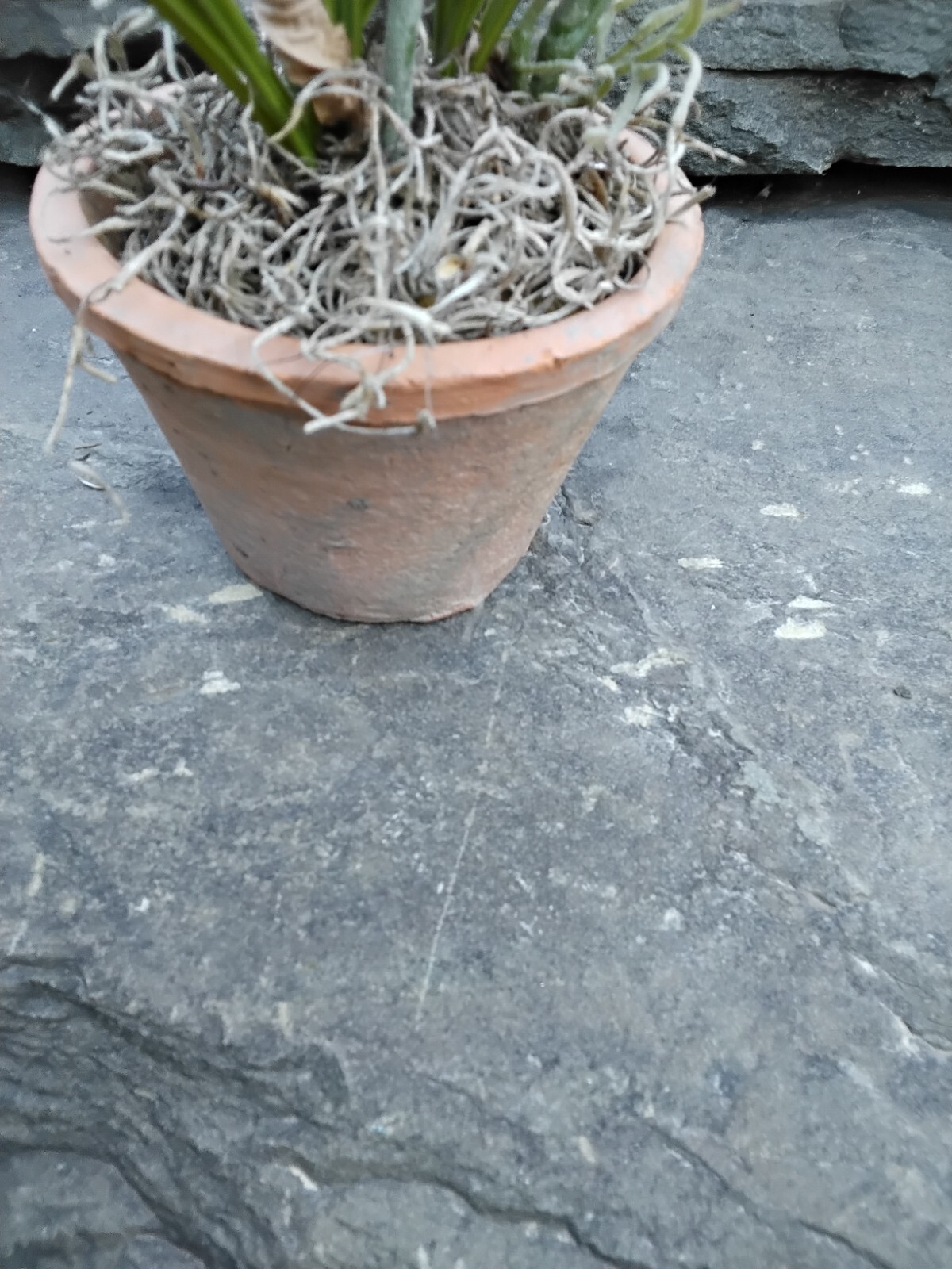 Faux Yellow Spring Flower Plant in Terra Cotta Pot, Daisy, Toplis