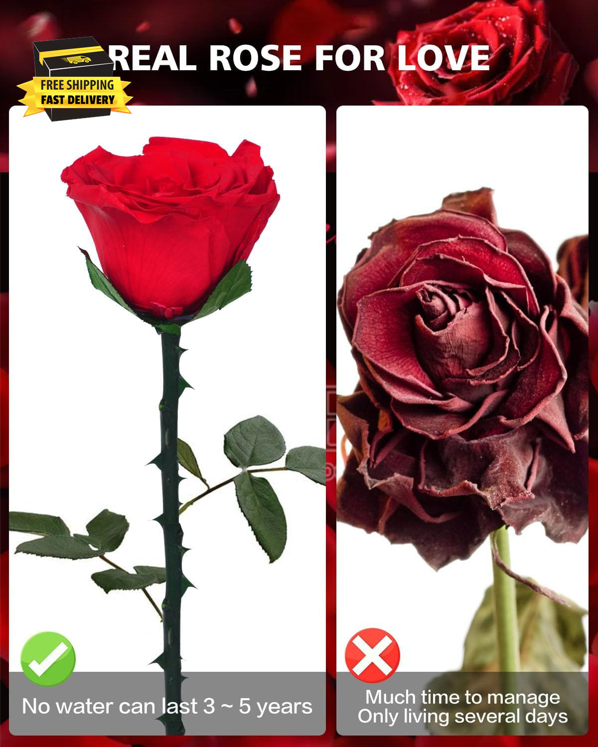 Preserved Flowers Gifts for Women: Valentines Day Mothers Day Birthday Christmas