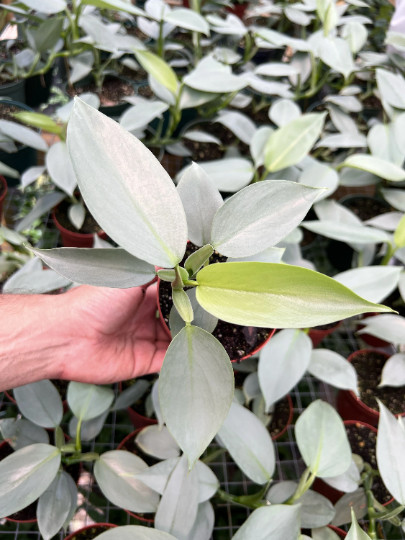 Silver Sword Philodendron in 4” Pot | Live House Plant Air Roots Multiple Nodes