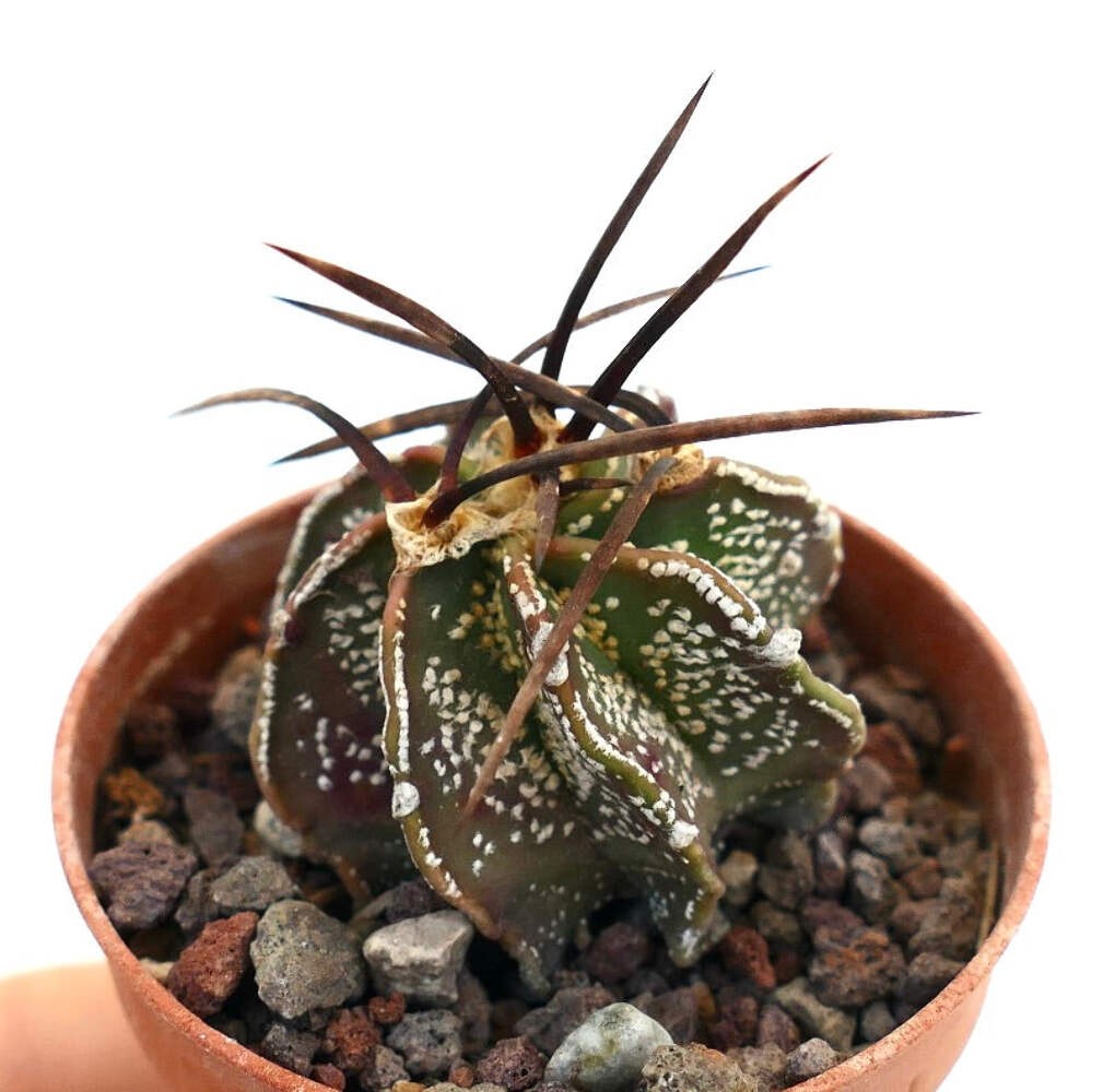 Astrophytum capricorne var. capricorne X BUFFALO – Goat’s horn cactus | Star cac