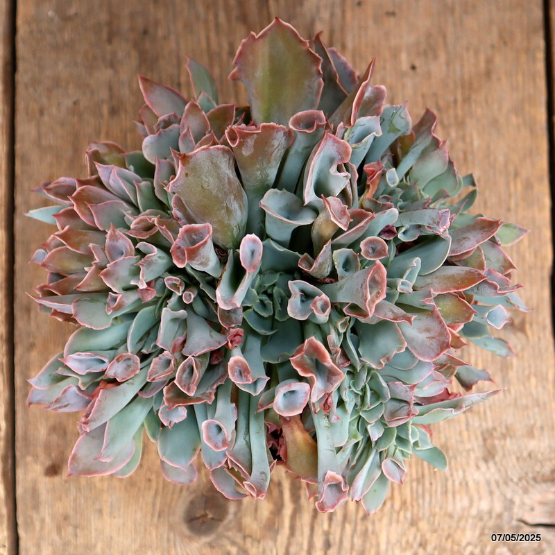 D3950 ECHEVERIA TRUMPET PINKY pot14-H14-W18 cm MaMa Cactus