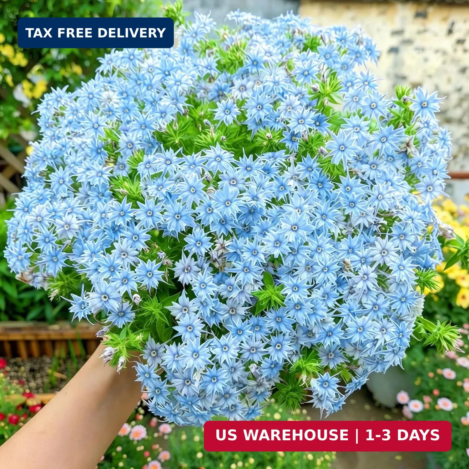 Dwarf Creeping Phlox Seeds for Planting, 1008+pcs Perennial Creeping Sky Phlox F