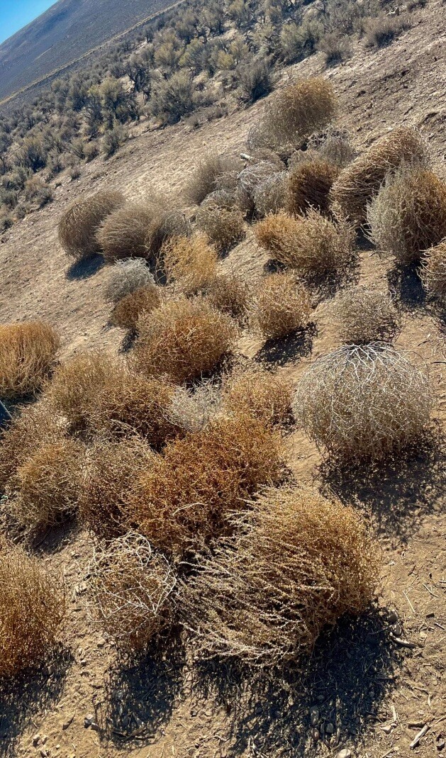 Tumbleweeds ! BEST and FULL LARGE Size! 16”-19” Natural Western Decor Nevada USA