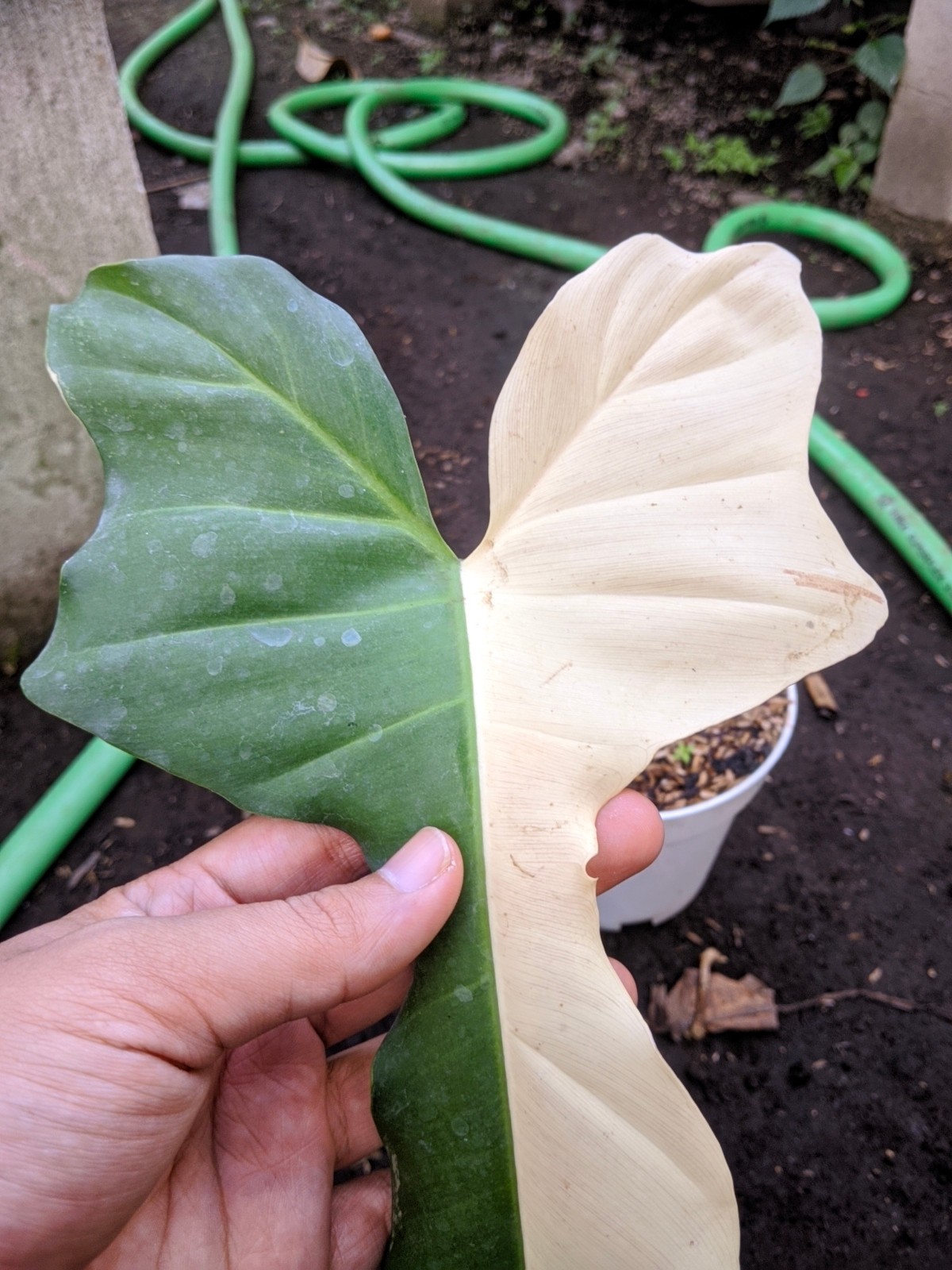 Philodendron Golden Dragon Halfmoon Variegated Large Size Real Picture