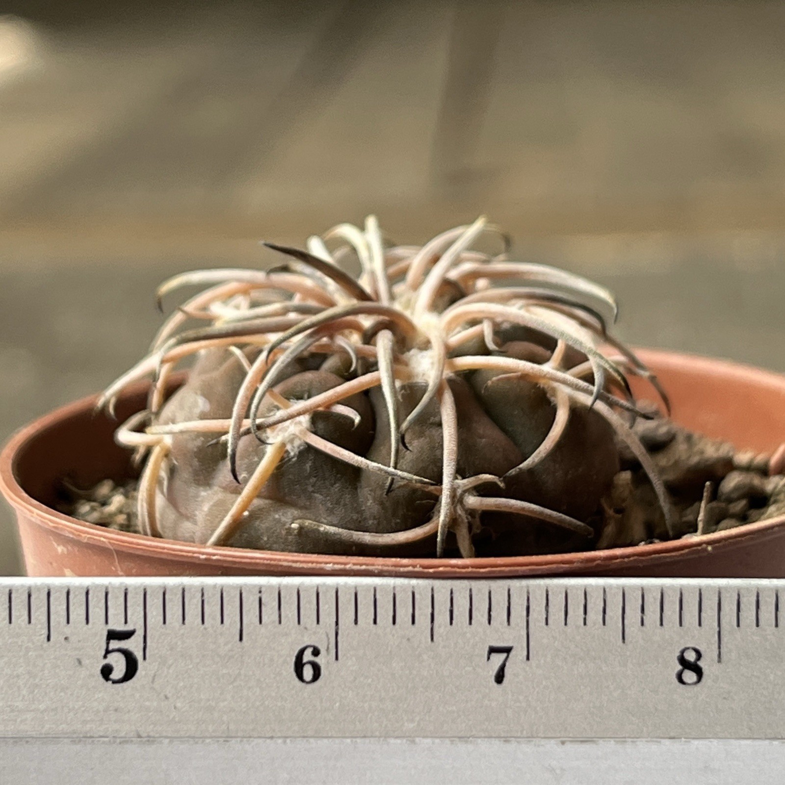 A12-1425.G.spegazzinii, bright powerful thorns, own root