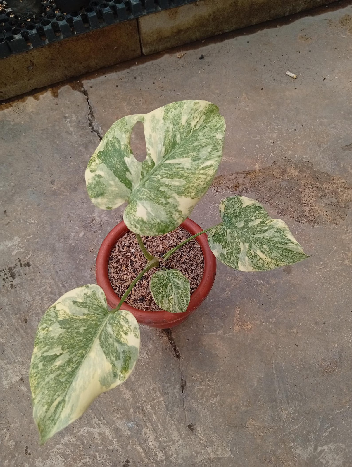 Real Picture Monstera Legacy Diamond Variegated Rare Plant