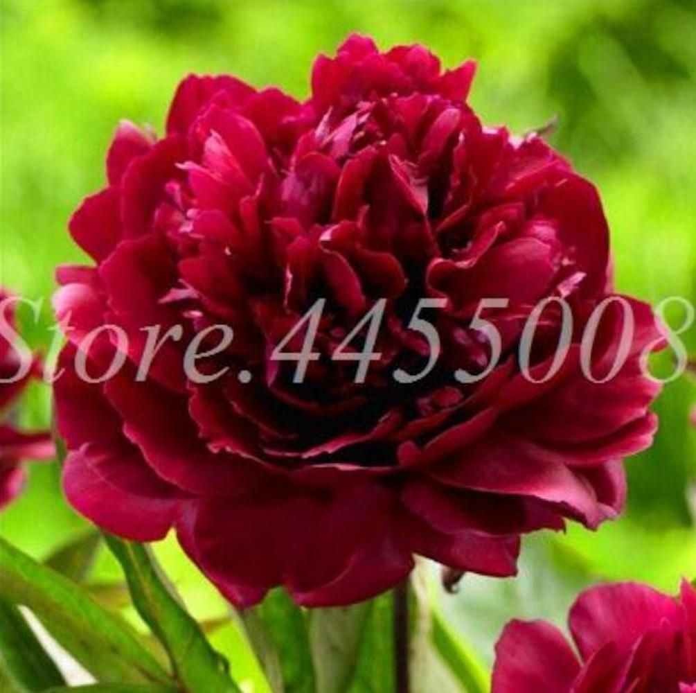 (10) PEONIES SEEDS rare exotic flower bloom home garden USA SELLER W/TRACKING