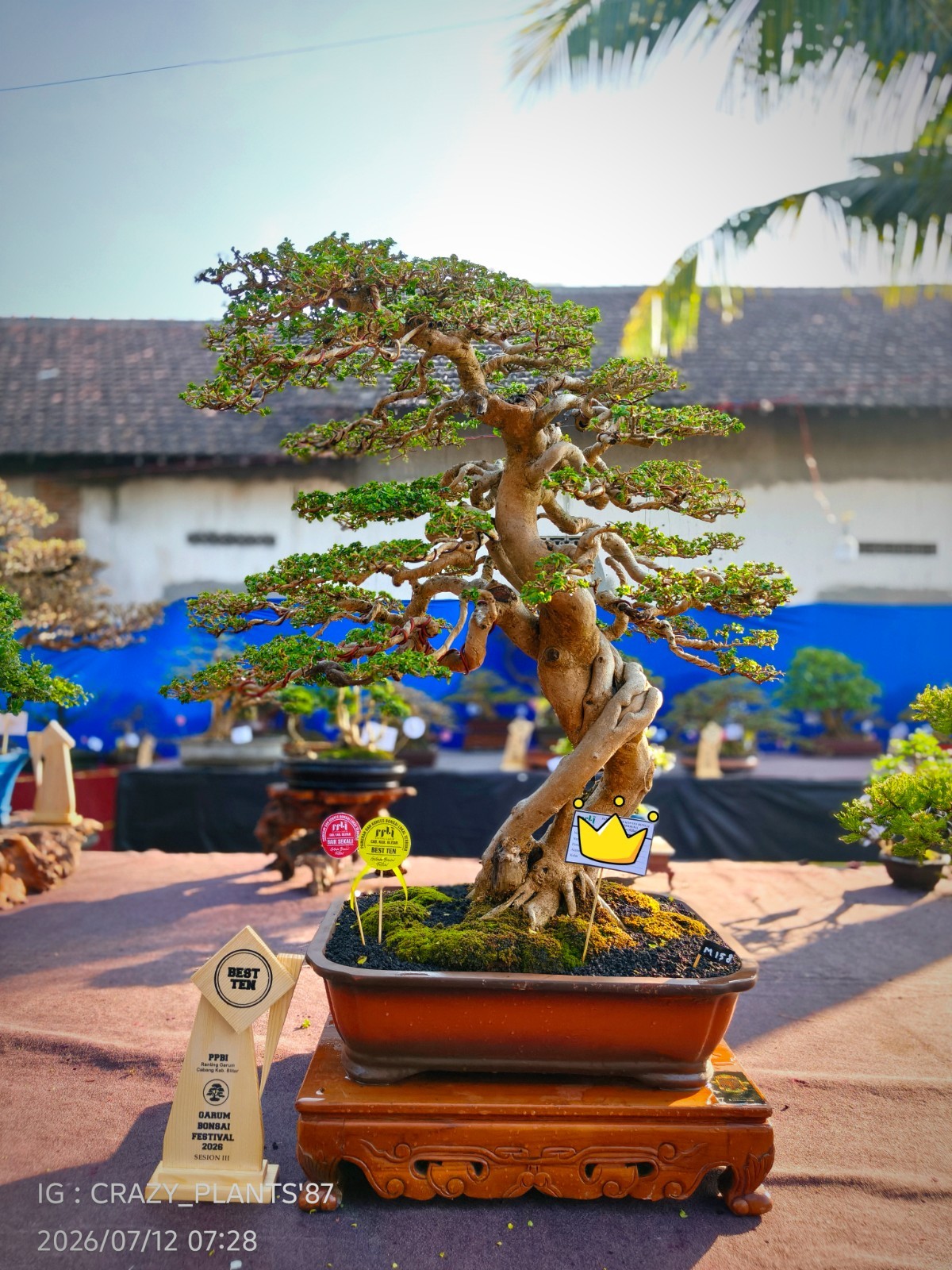 Premna Microphylla Bonsai Tree – Large – Extreme Trunk – Exhibition Tree ✅