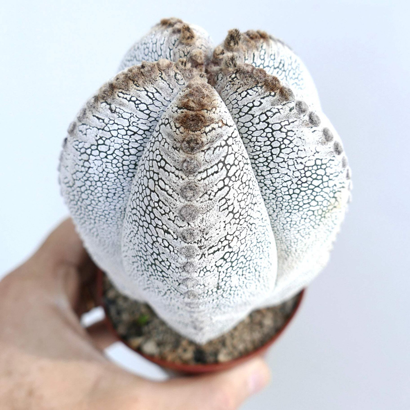 Astrophytum cv ONZUKA TIGER 66c – Bishop’s cap | Star cactus