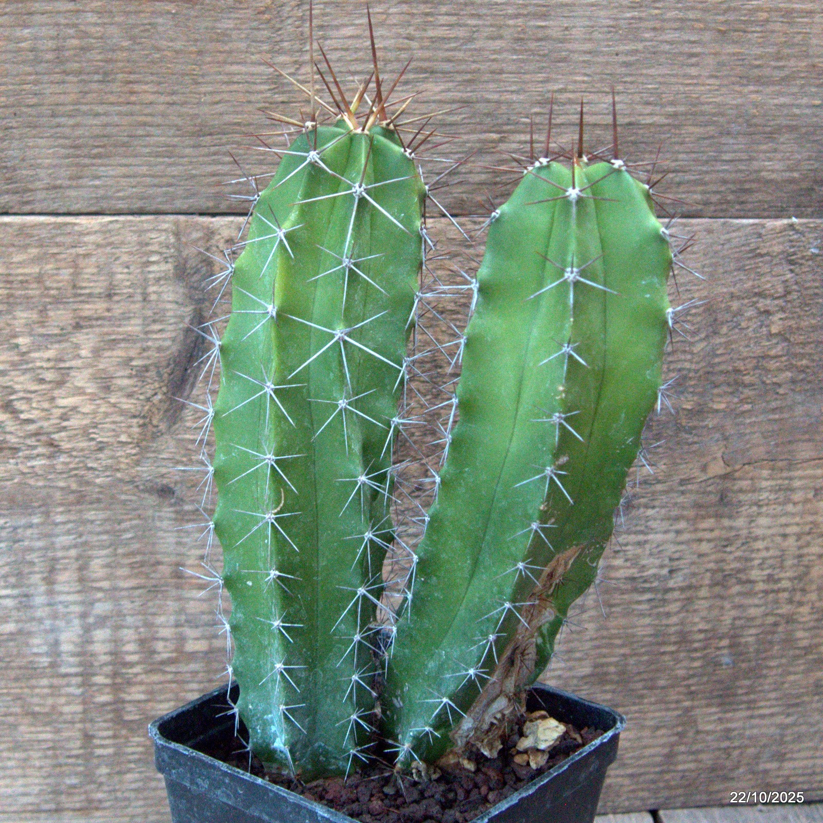 D7096 POLASKIA CHENDE pot10-H20-W13 cm MaMa Cactus