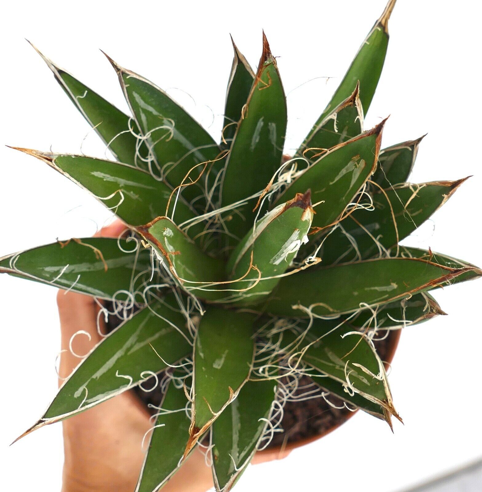Agave schidigera COMPACT FORM KZ9 – Thread agave | Century plant