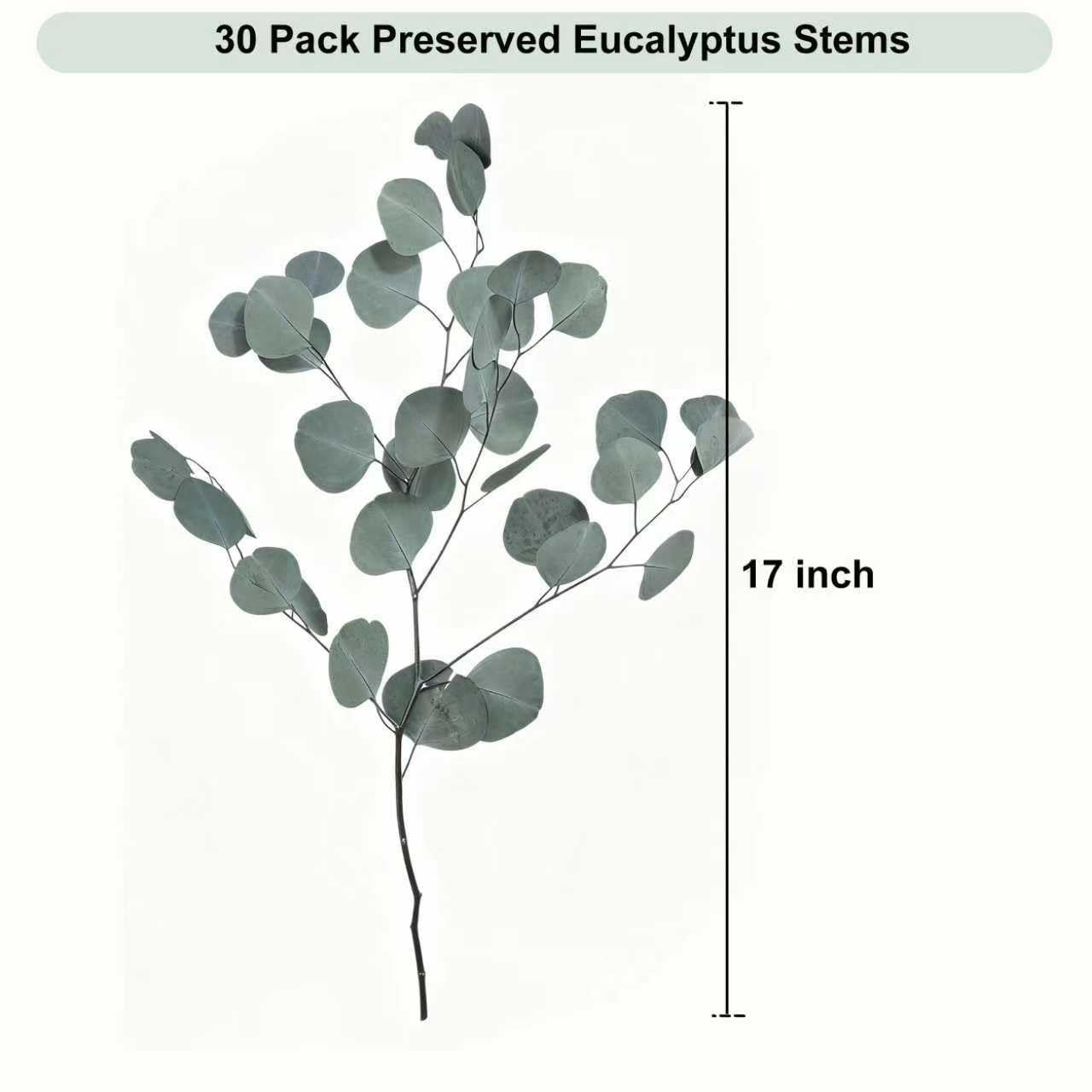 30 Pcs Dried Eucalyptus Stems 17″ Silver Dollar Leaves | Wedding Decor, Vase Fil