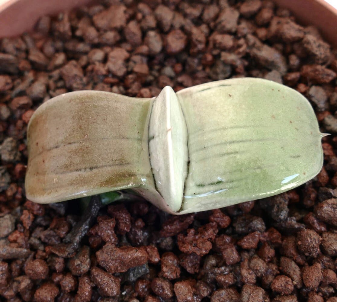 Gasteria armstrongii cv ‘Ginsya-Kodakara’, ex H. Nakatani, Tokyo – Armstrong’s g