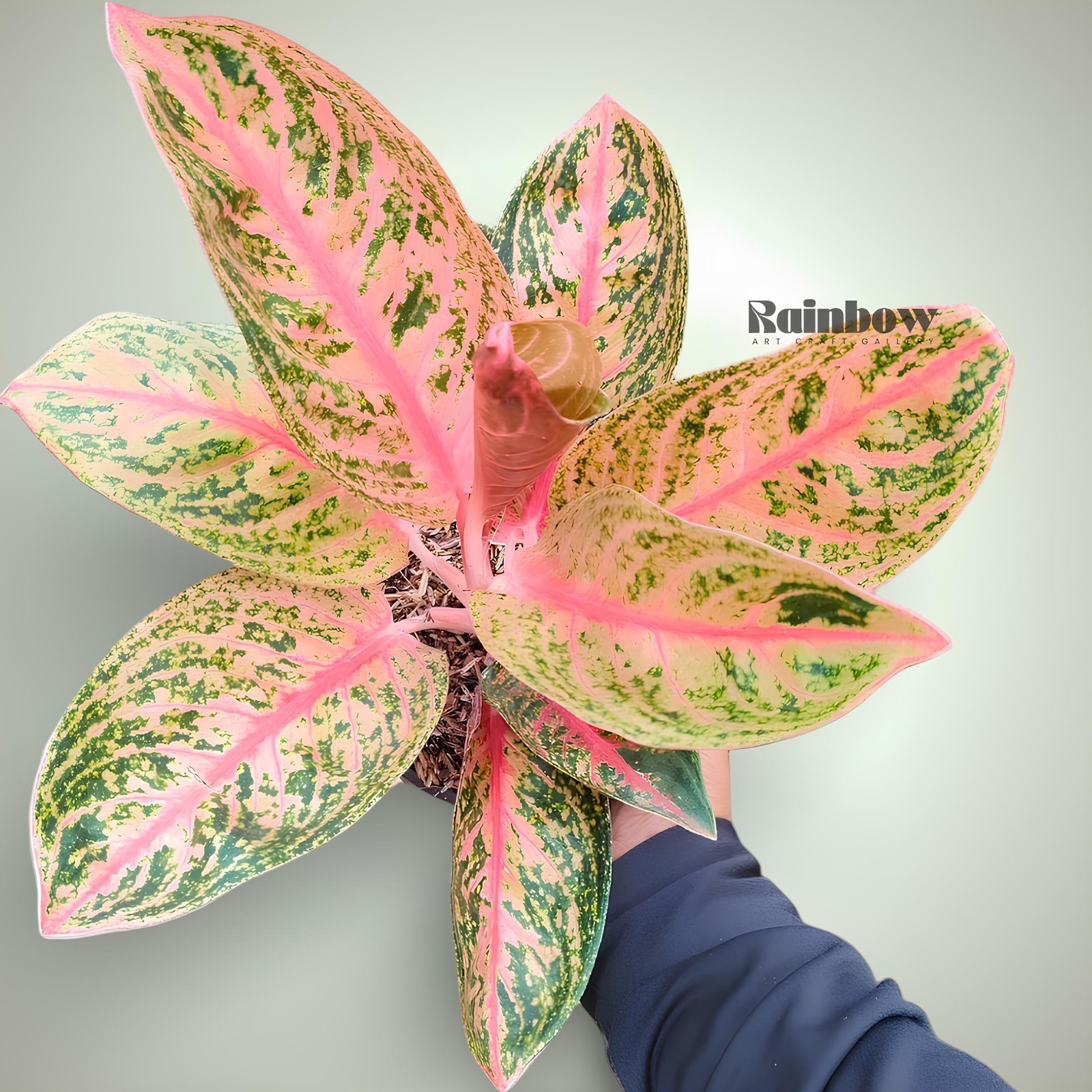 Aglaonema Widuri Beatiful Ornamental Plant