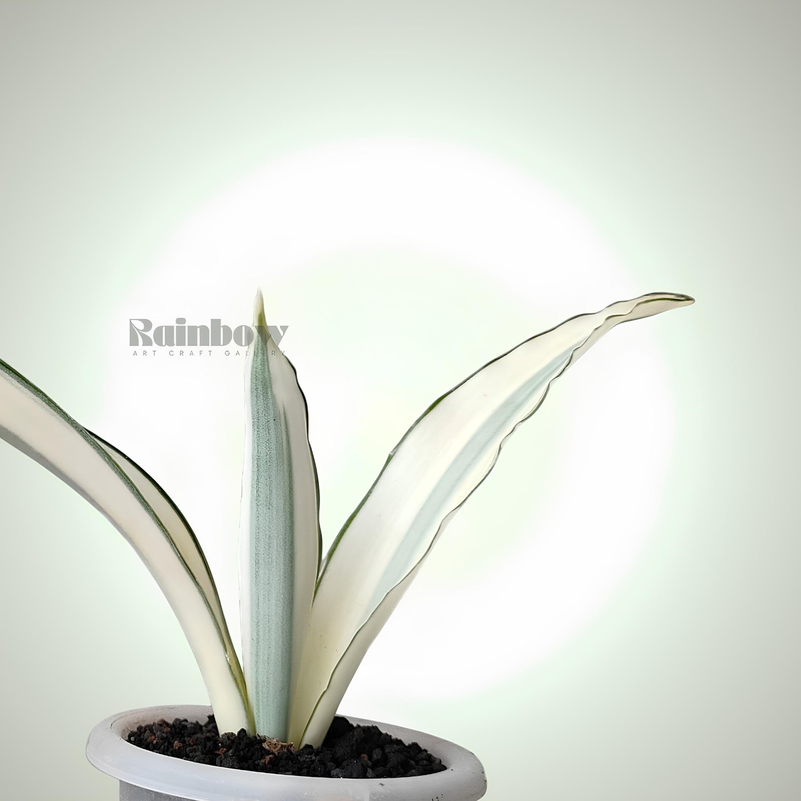 Sansevieria Beauty Queen Variegated Snake Plant