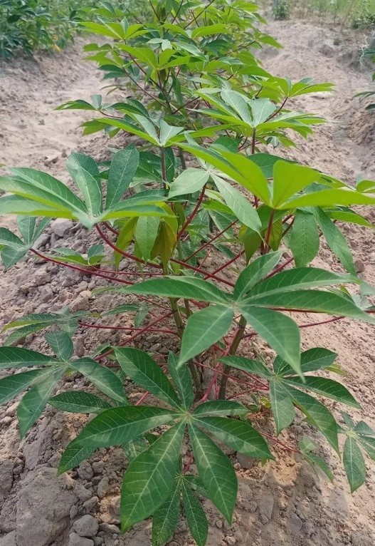 5 Pcs Yellow CASSAVA Manihot esculenta Fresh Cutting