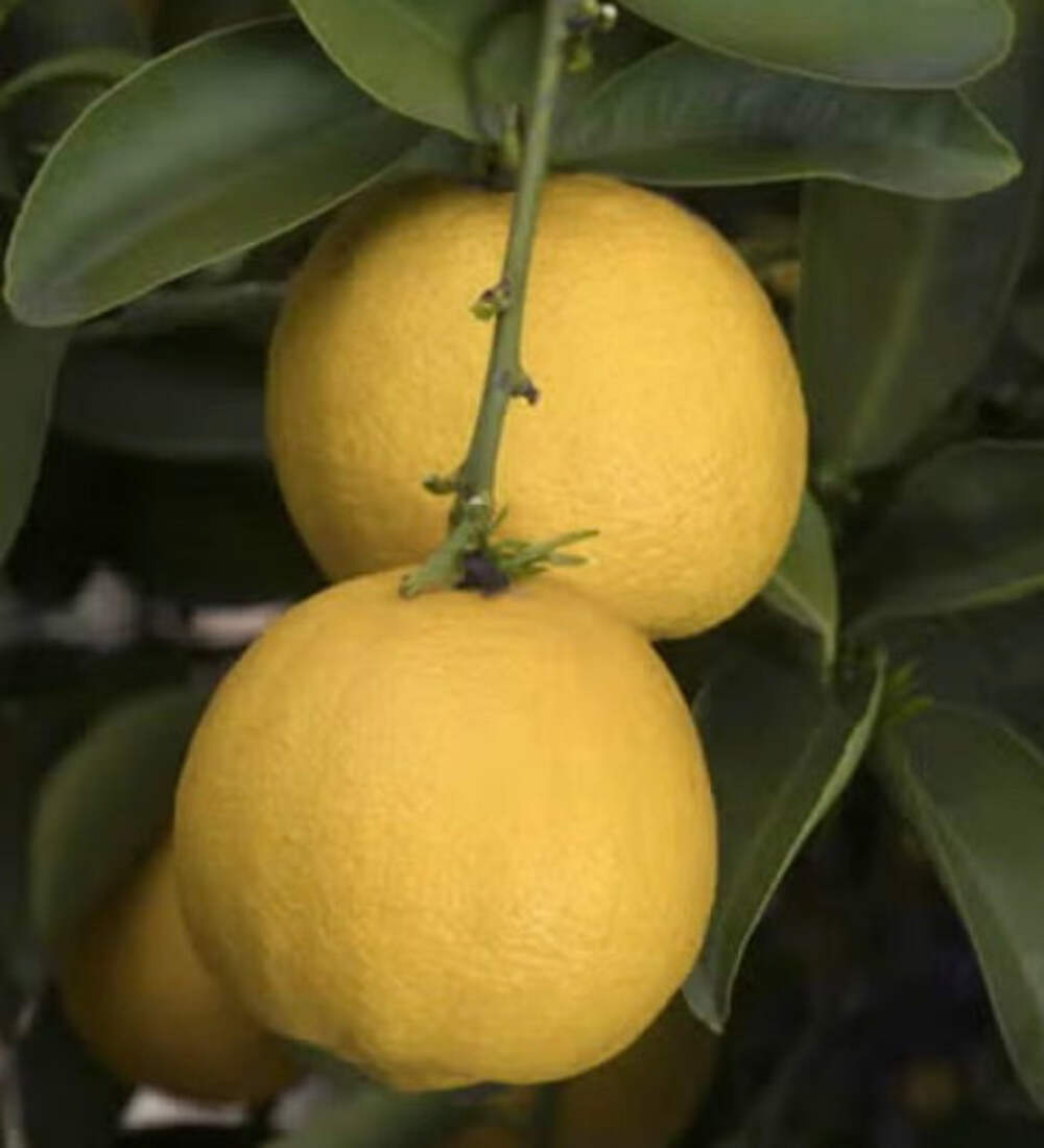 Citrus limettioides PALESTINE 40-80cm | Sweet lime | Indian sweet lime – Palesti