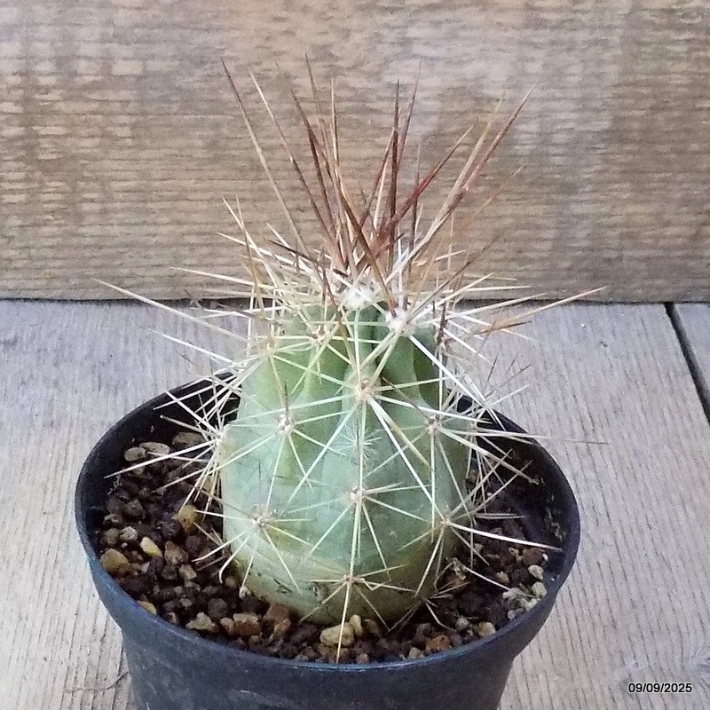 D6351 ECHINOCEREUS ENNEACANTHUS V. SARISSOPHORIS pot10-H8-W6 cm MaMa Cactus