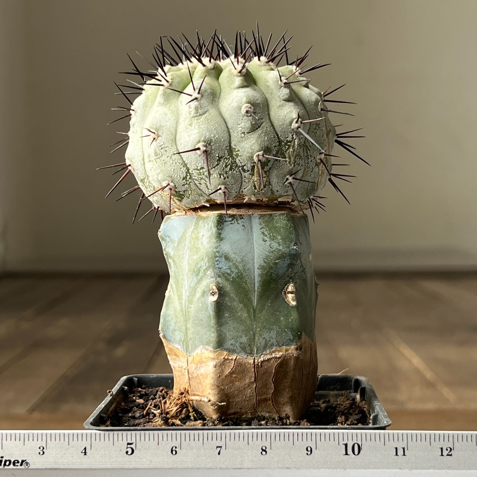 A13-885 Copiapoa columna-alba, CS29, Esmeralda, Pure white stemm grafted