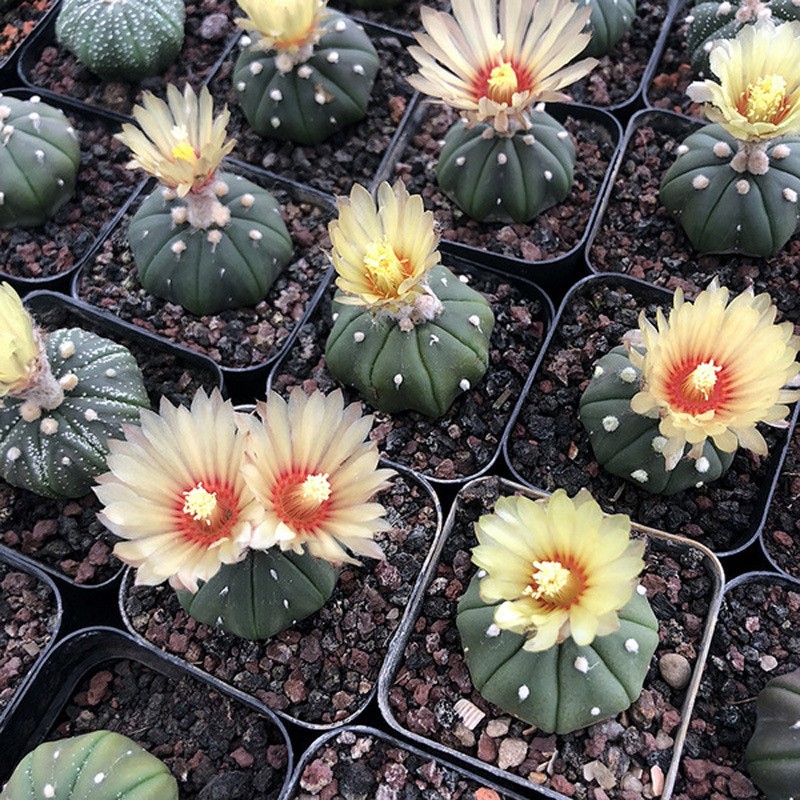 No Spine Star Cactus (Astrophytum asterias) Perfect for Home & Office Decor