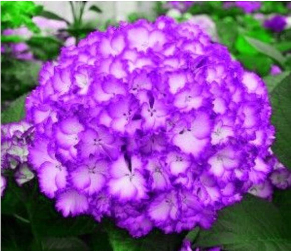(10) HYDRANGEA SEEDS rare exotic flower bloom garden plant USA SELLER W/TRACK