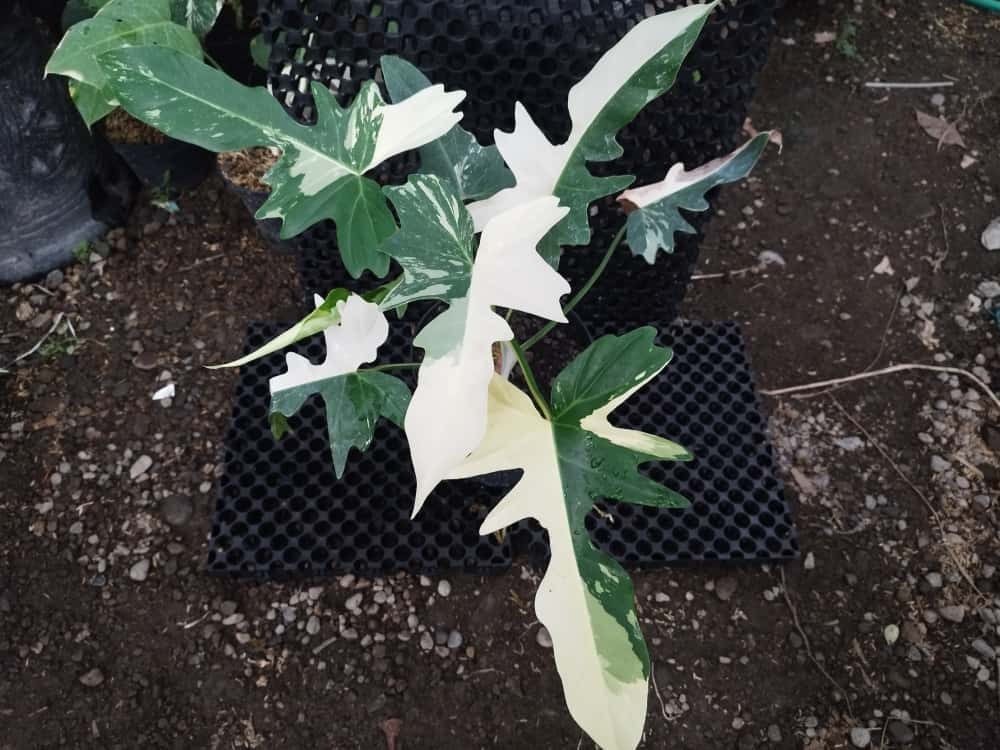 Real Picture Philodendron Golden Dragon Variegated Big Size